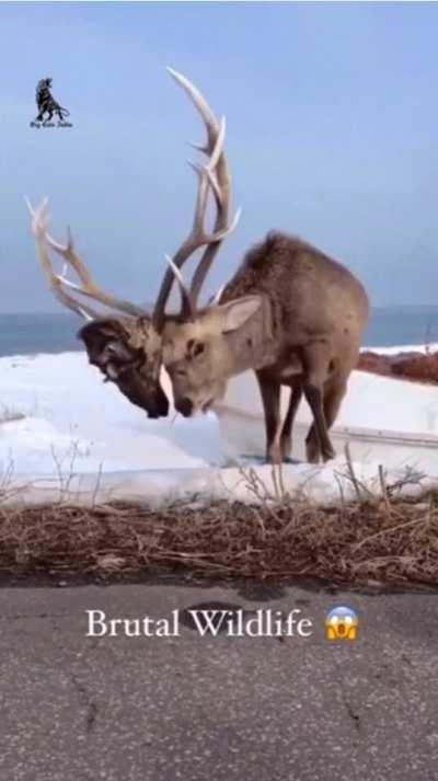 death metal deer