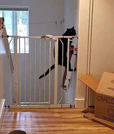 I have two seperate pet gates to keep my cats out of my grooming area, and Khal has figured out how to jump them both