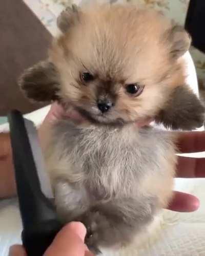 Dont Stop brushing hooman or I will end you..