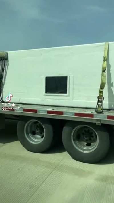 Transporting a baby shark on a highway