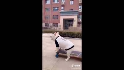 Dog skateboarding with a friend