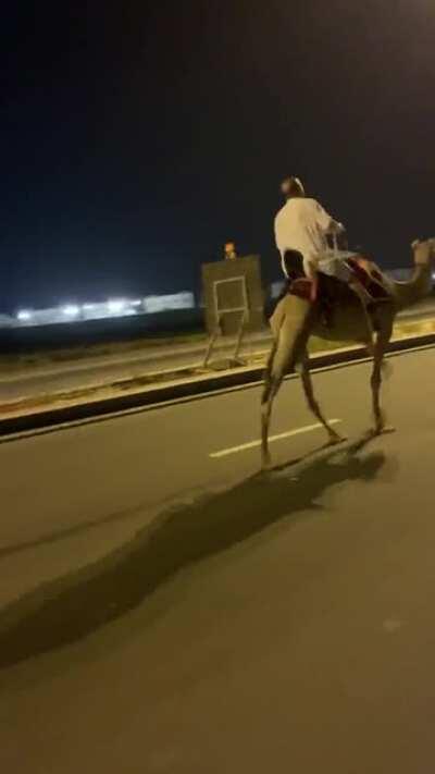 Walking a camel down the road.