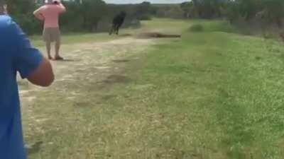 A wild horse stomping the hell out of an alligator