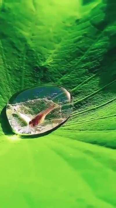 A fish in a drop of water on a lotus leaf