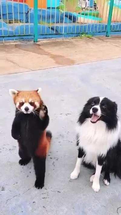 Cute Red Panda's Play Time