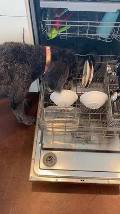 the pre wash cycle on my dishwasher back at it again!