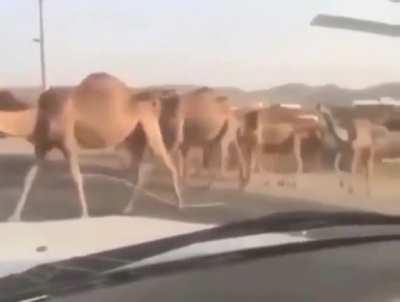 They need a camel crossing