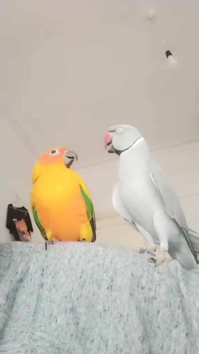 When we first brought nibbles the sun conure home George the ringneck absolutely hated him. This is two years later, they now sleep next to each other.