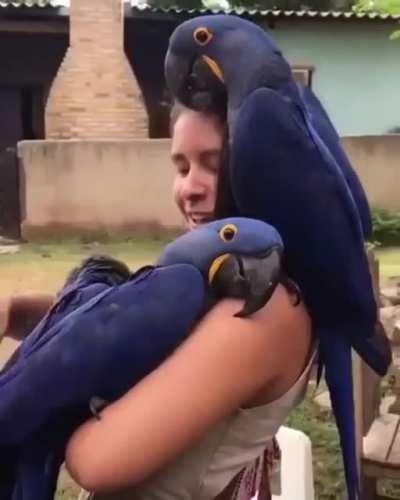 Parrots too love scritches