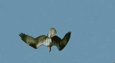 An osprey espies a flounder in shallow water and grabs it off the bottom