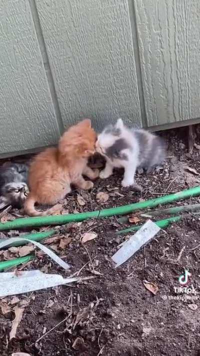 Their trying turn the freakin kittens gay! 🤬