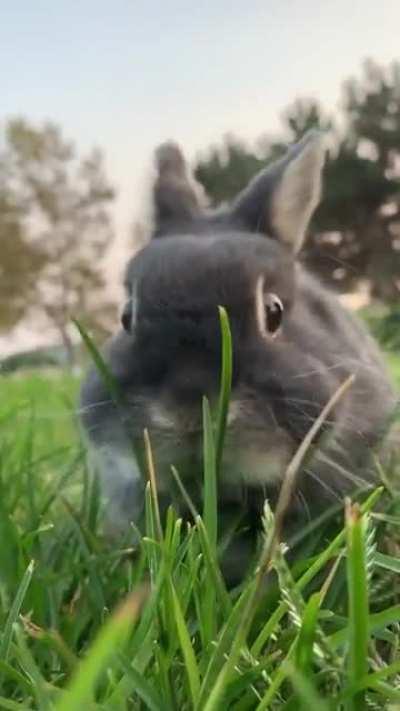 Hungry boi mercilessly devours grass