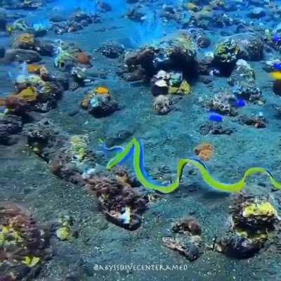 🔥 The beautiful Ribbon Eel