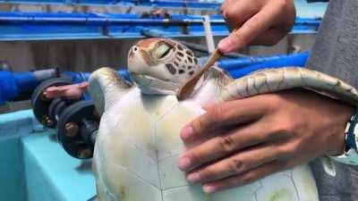 Brushing a Sea Turtle.