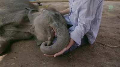 Lullabies work on all babies, including elephants.