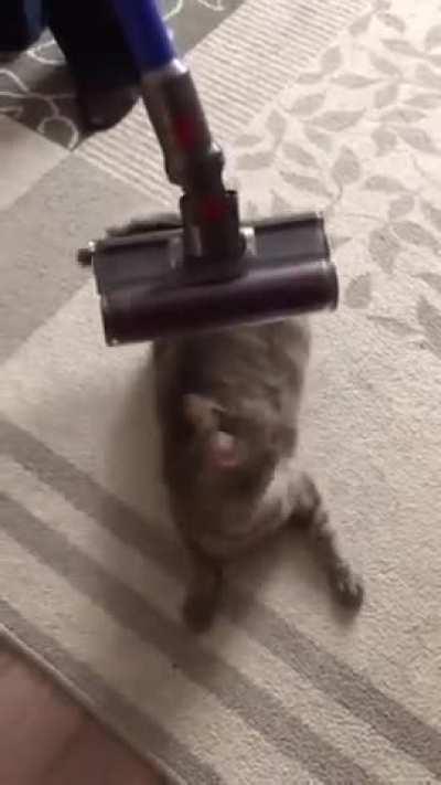 Kitty loves a vacuum