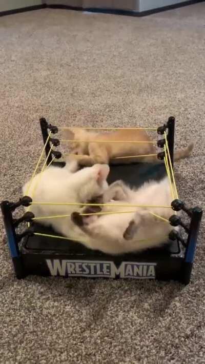 The most anticipated wrestling match