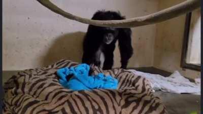 A Chimp was born a couple days ago at the Sedgwick County Zoo. He had trouble getting oxygen so had to be kept at the vet. This video shows mom reuniting with him after almost 2 days apart.