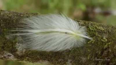 🔥 An incredible feather mimic caterpillar from Ecuador. Filmed by Andreas Kay