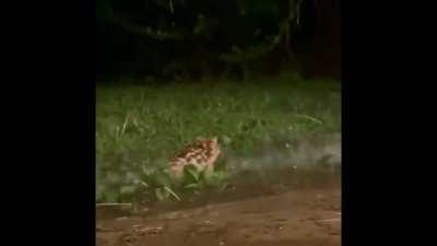 Frog on brick