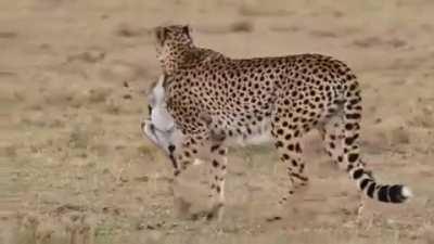 One of the easiest hunt for Cheetah