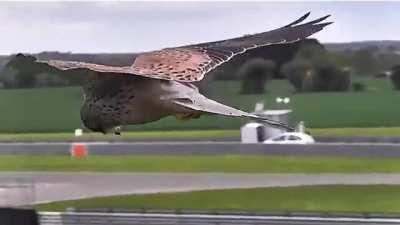 🔥Falcon with &quot;Hunting Mode&quot; engaged. What wind? 