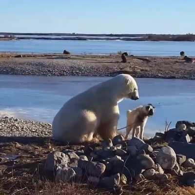 🔥 Polar Bear petting a Dog