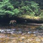 🔥 A Spirit Bear taking a stroll 🔥