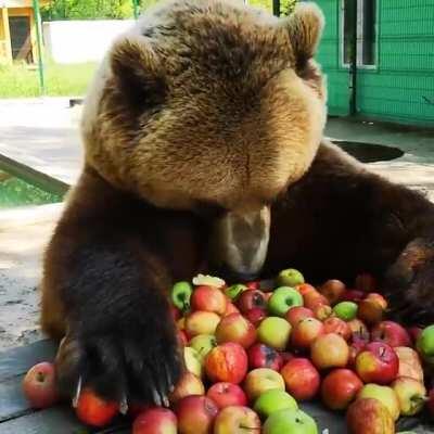 just a bear eating apples