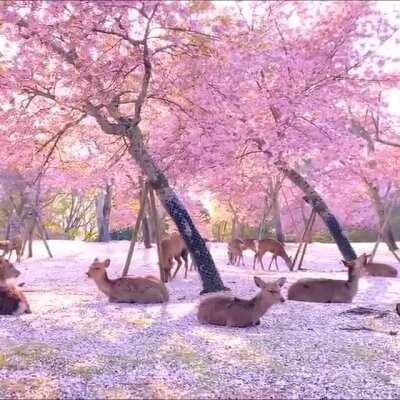 🔥 A Herd Of Deer Relaxing By Cherry Blossom Trees In Nara, Japan