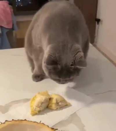 Cat's reaction to the smell of a durian fruit for the first time..🐈🥝♨️😅