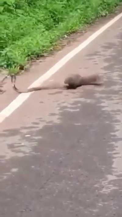 🔥 Why did the mongoose cross the road ? 🔥