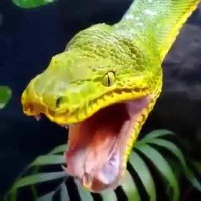 Yawning Emerald Tree Boa