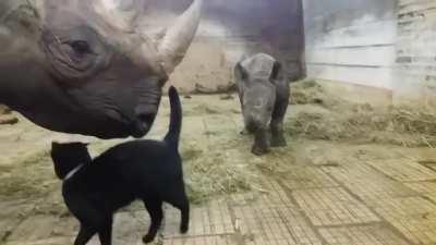 Cat plays with baby rhino