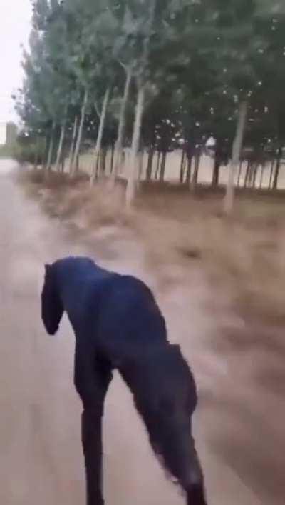 This dog's running speed