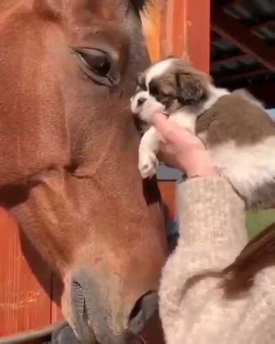 Puppy kisses horse