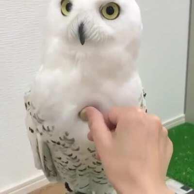 How insanely fluffy a Snowy Owl is: