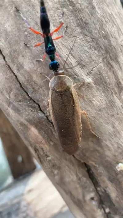 Video of the Jewel Wasp (that was identified earlier today on this sub) dragging the “zombie” cockroach to its burrow!