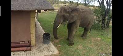 elephant picks up trash and places it where it belong.