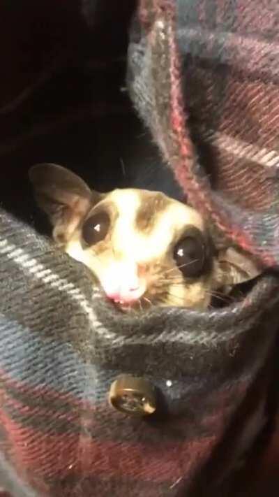 My little pocket goblin just woke up from her nap