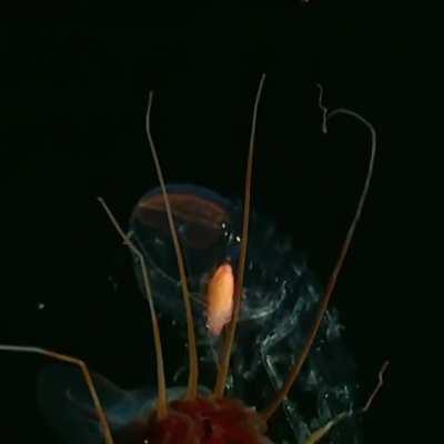 8,800 feet deep in the Gulf of Mexico. Helmet jellyfish (Periphylla periphylla) — luminescent, red-colored jellyfish and Cystisoma species — a translucent hyperiid