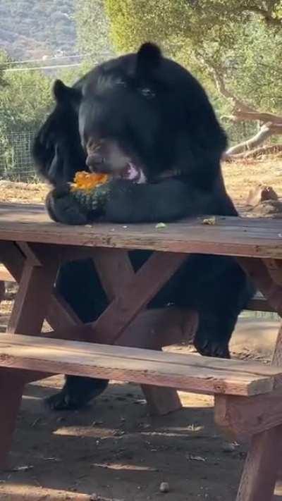 Just a bear eating his lunch that is all