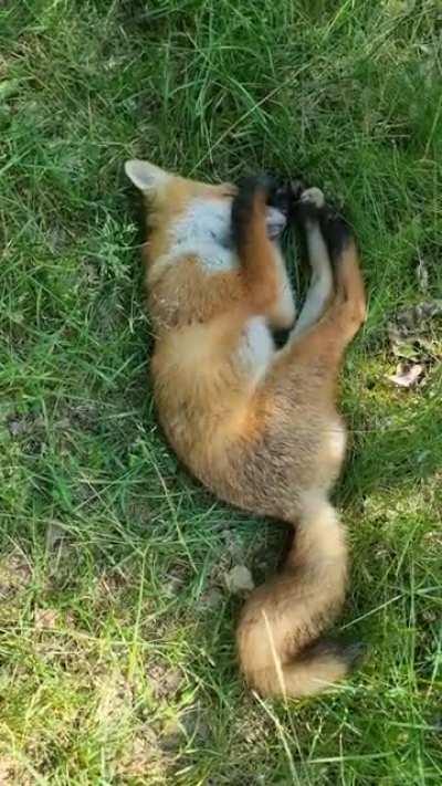 To pet a sleeping fox