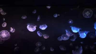 Enjoy one minute of some jellies 