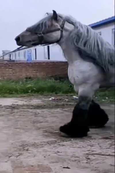 🔥 🔥 🔥 Majestic as Fu ..... a large horse