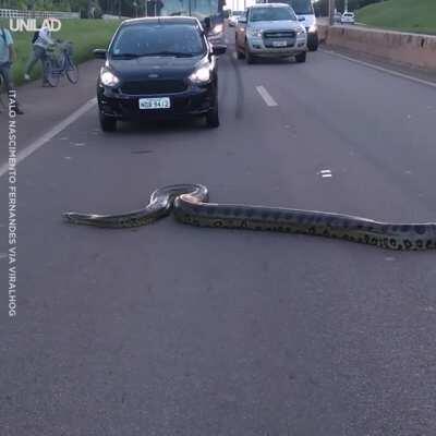 [r/NatureIsFuckingLit] 🔥 Massive Anaconda crossing the highway in Brazil.