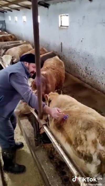 Farmer removing bloat from a cow with a trocar and fire