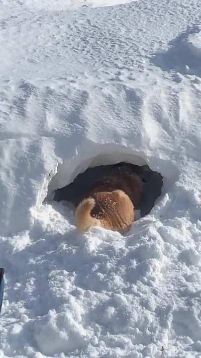 It’s a good day to build a snow fort 🙂