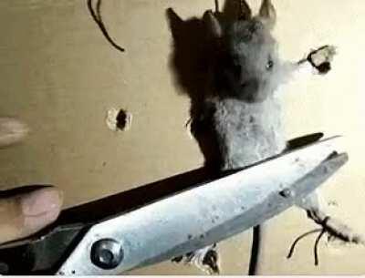 Zoinks