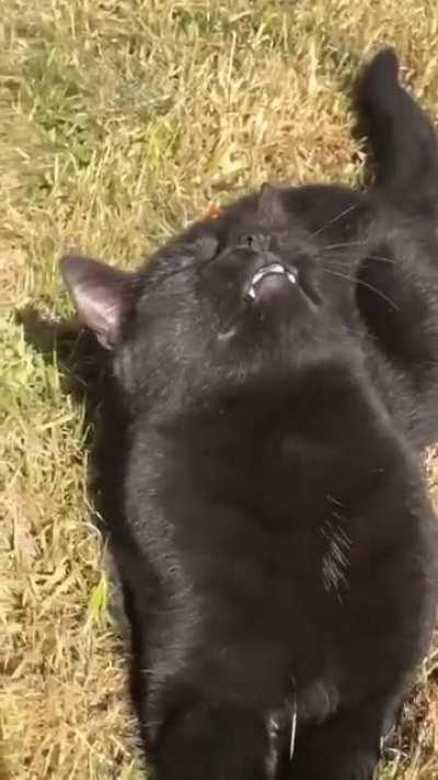 Ladybug climbs onto cat